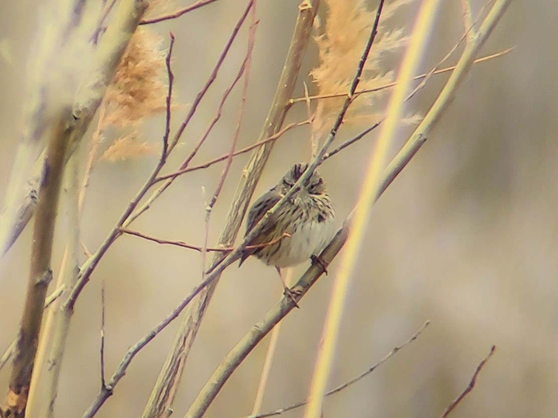 Lincoln's Sparrow - ML616047900
