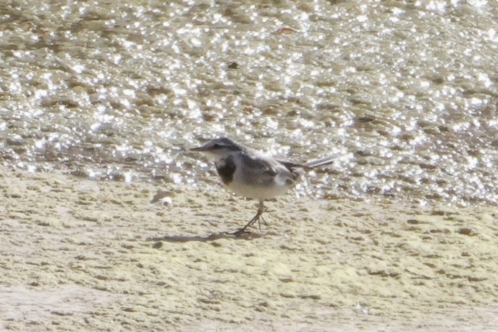 White Wagtail - ML616047974