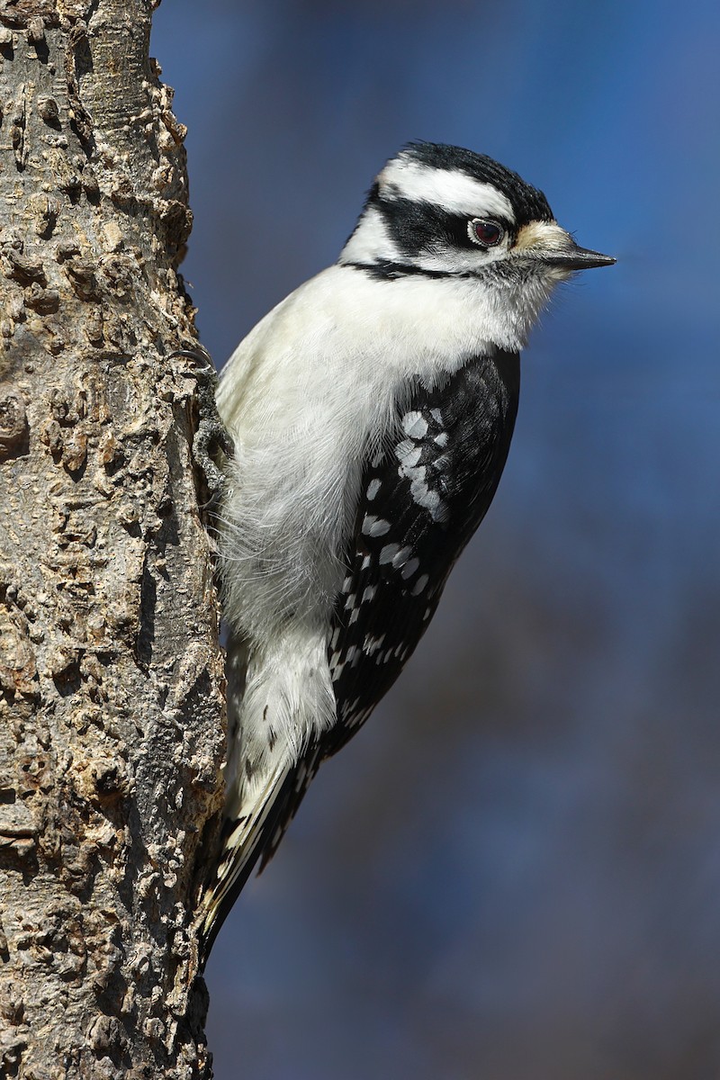 Downy Woodpecker - Claire Werner