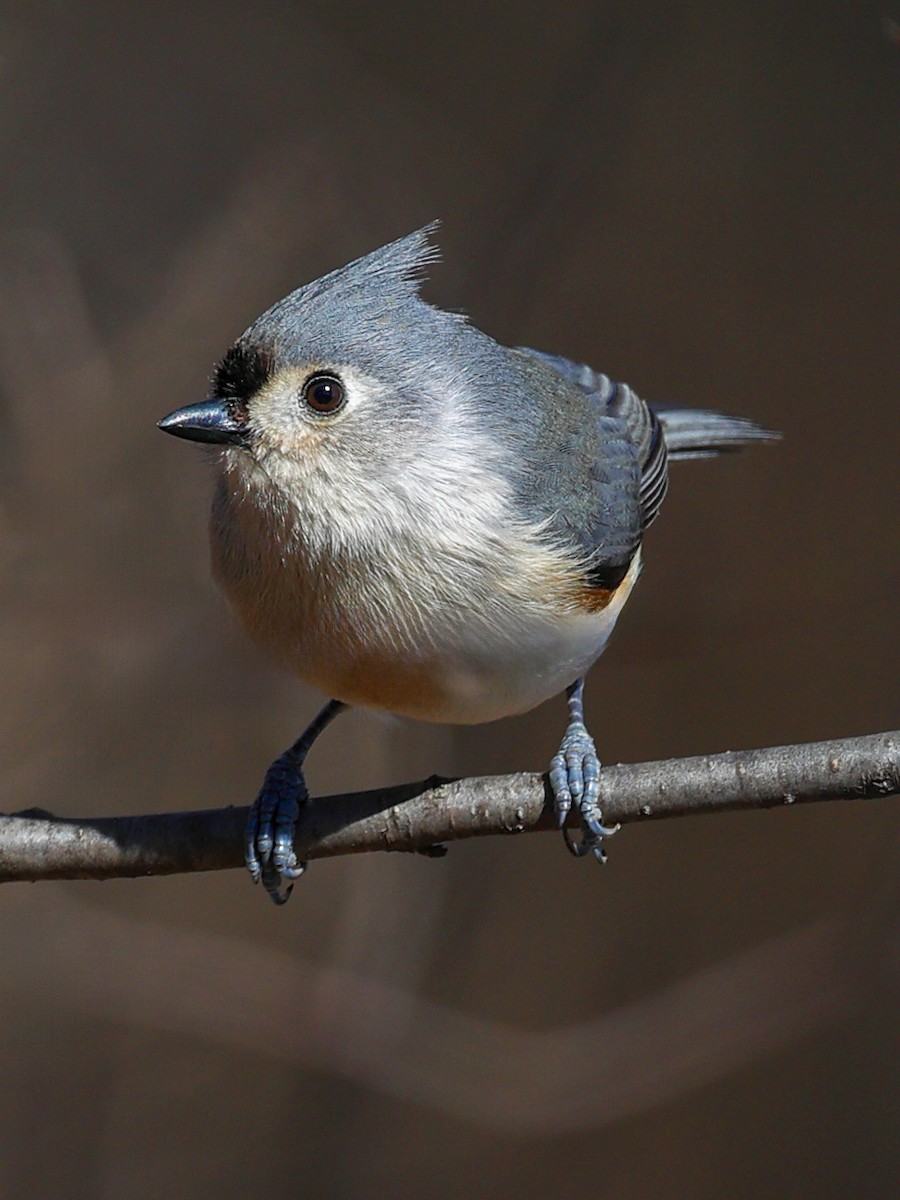 Tufted Titmouse - Claire Werner