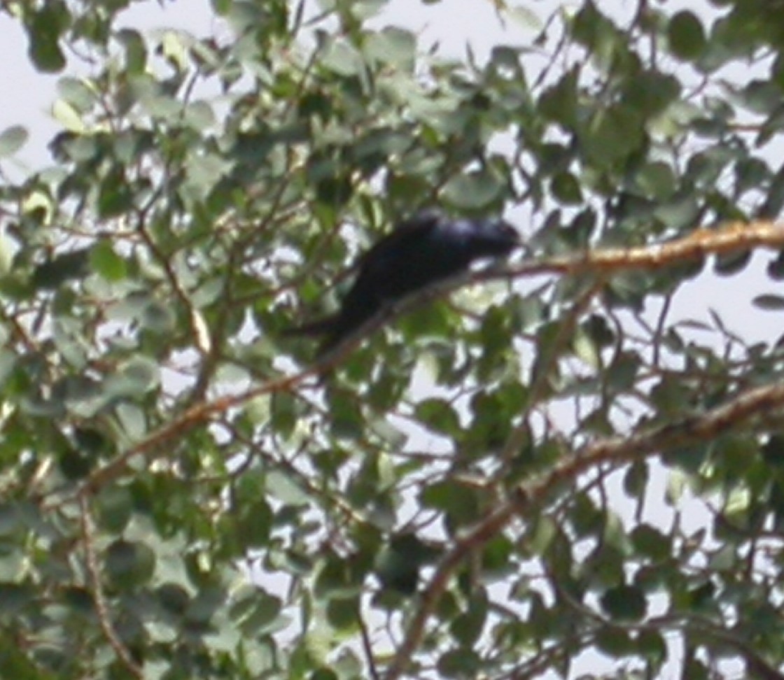 Hirondelle noire (subis/arboricola) - ML616048058