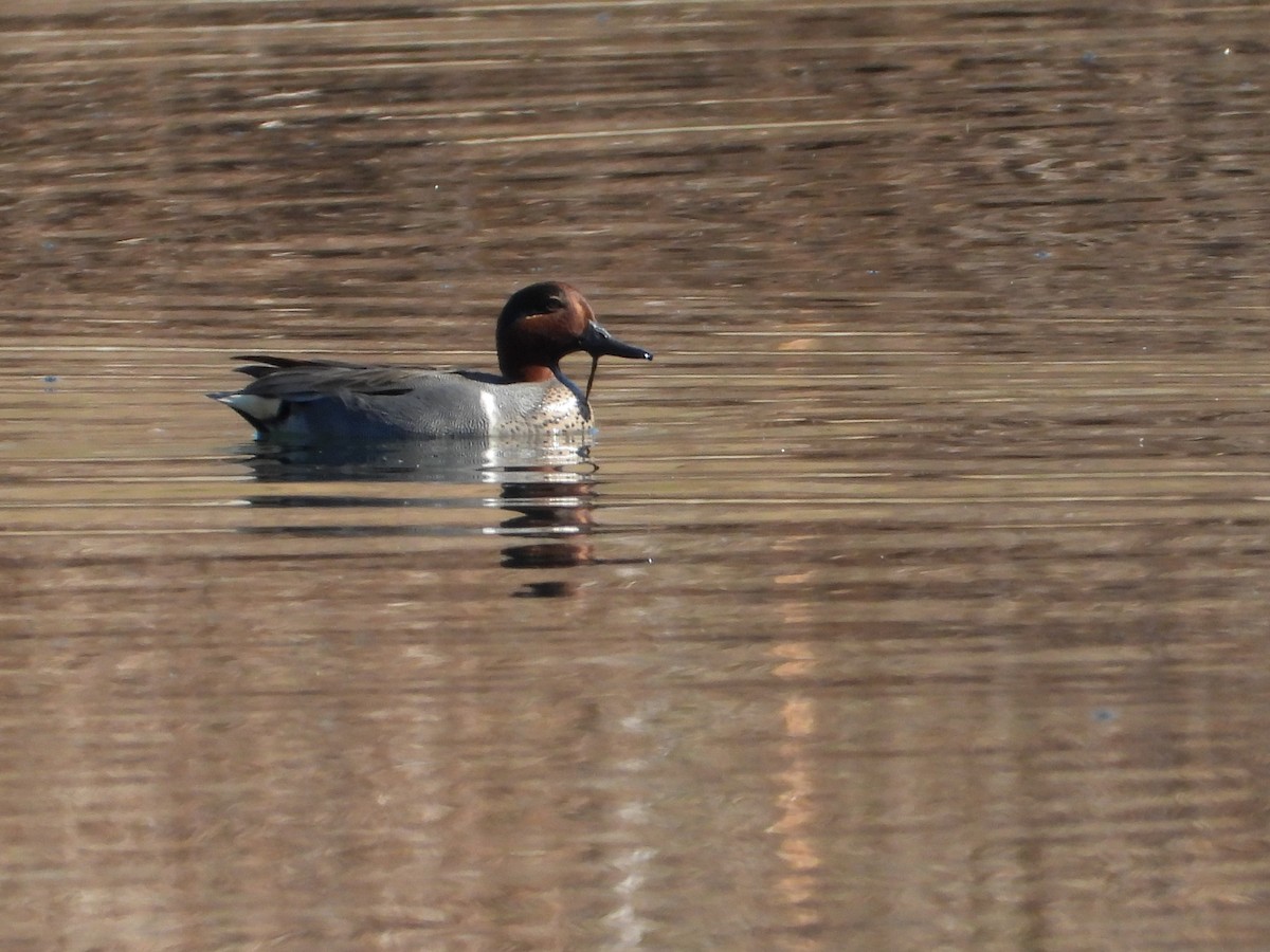 Ногоохон нугас - ML616048059