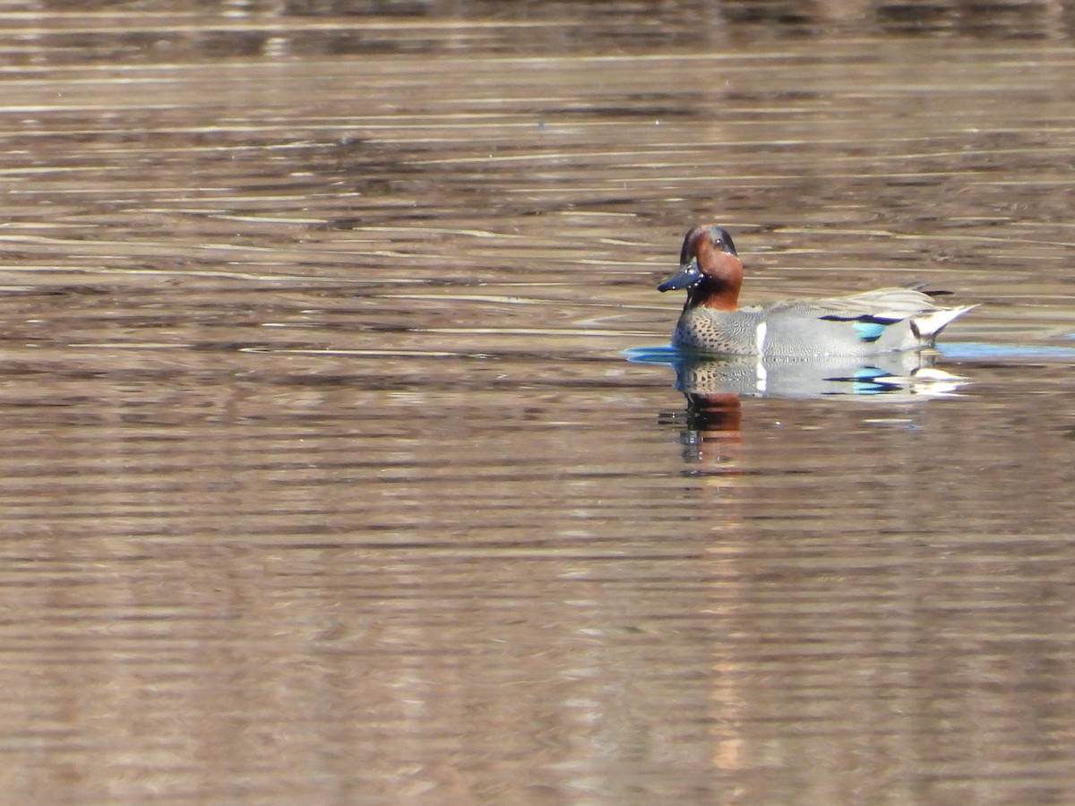 Ногоохон нугас - ML616048060