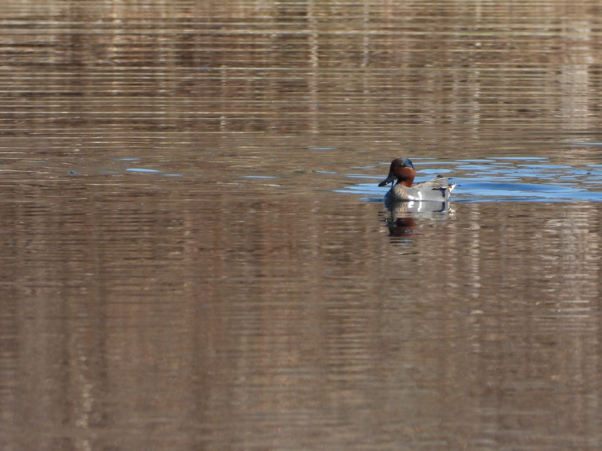 Ногоохон нугас - ML616048062