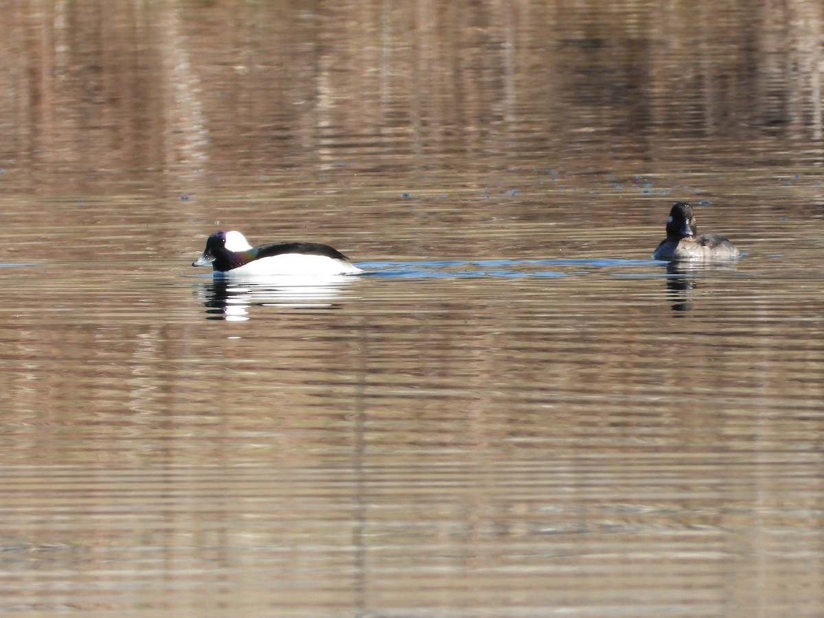 Bufflehead - ML616048069