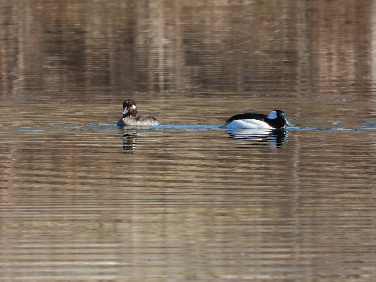 Bufflehead - ML616048070