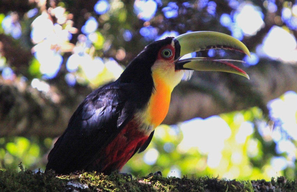 Red-breasted Toucan - ML616048105