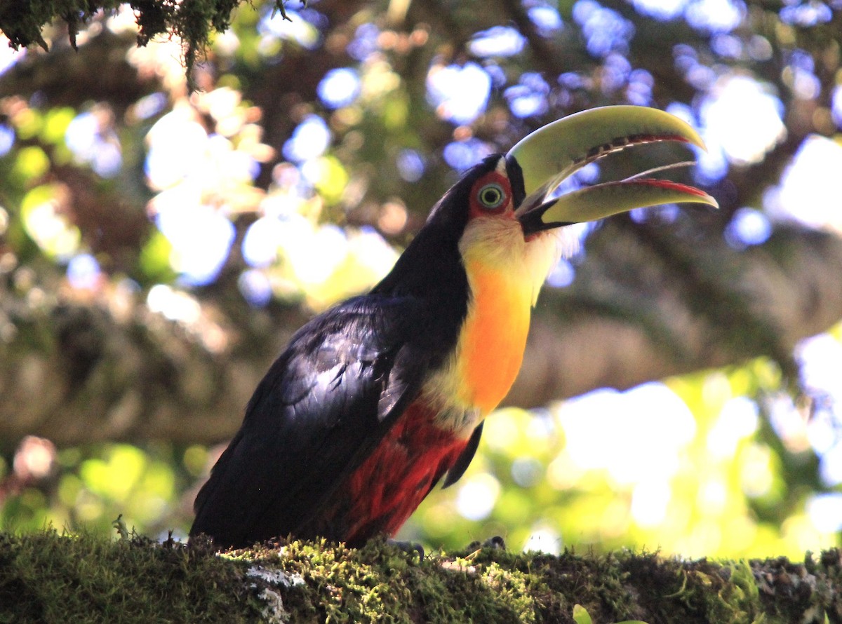 Red-breasted Toucan - ML616048106