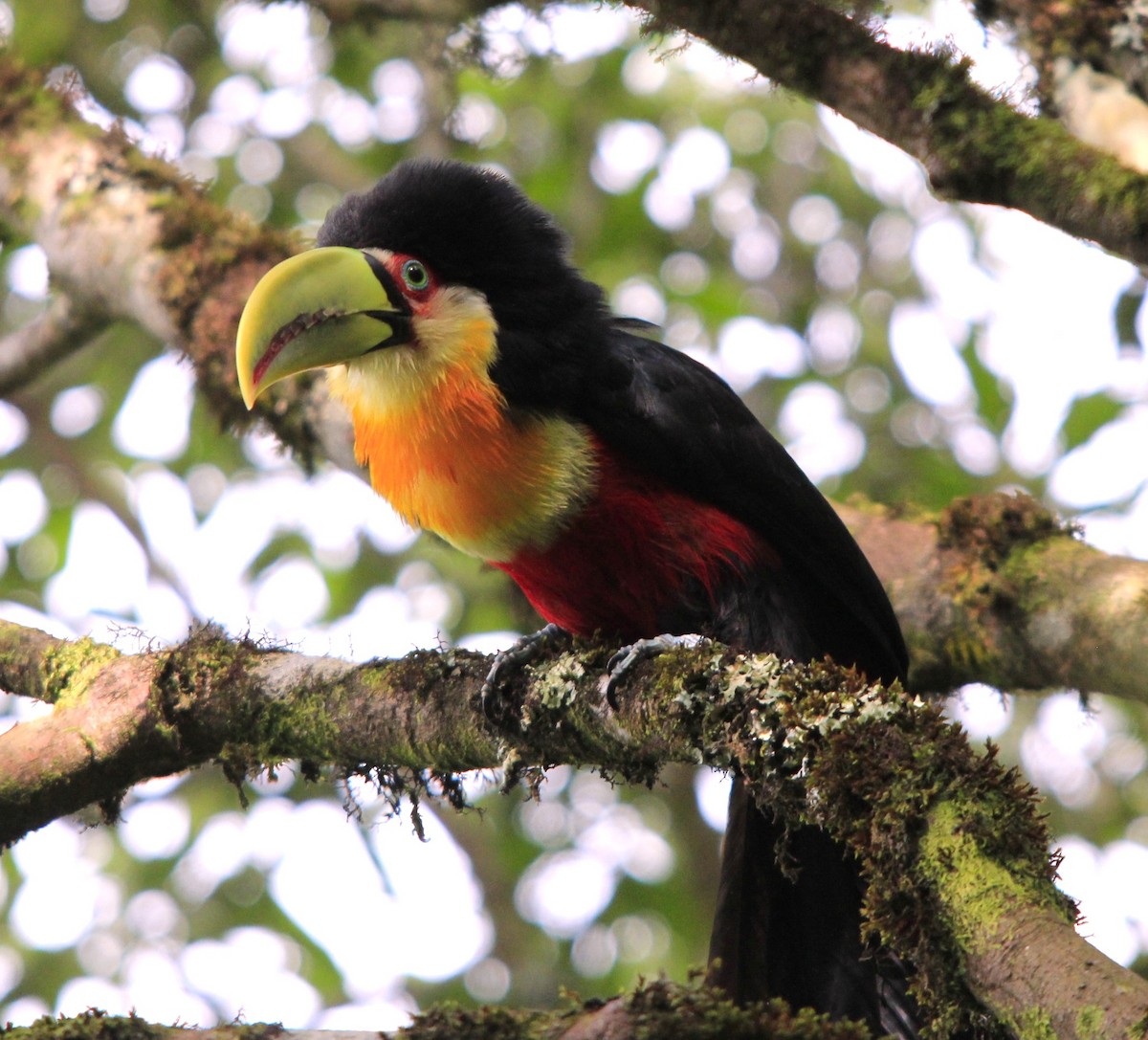 Red-breasted Toucan - ML616048117