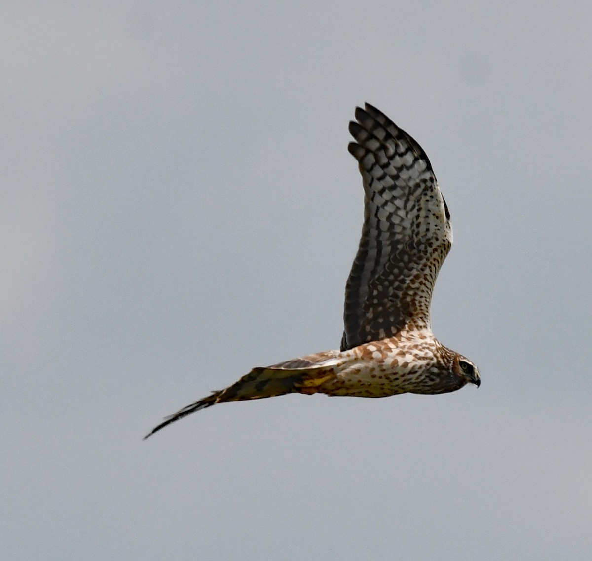 Northern Harrier - ML616048127