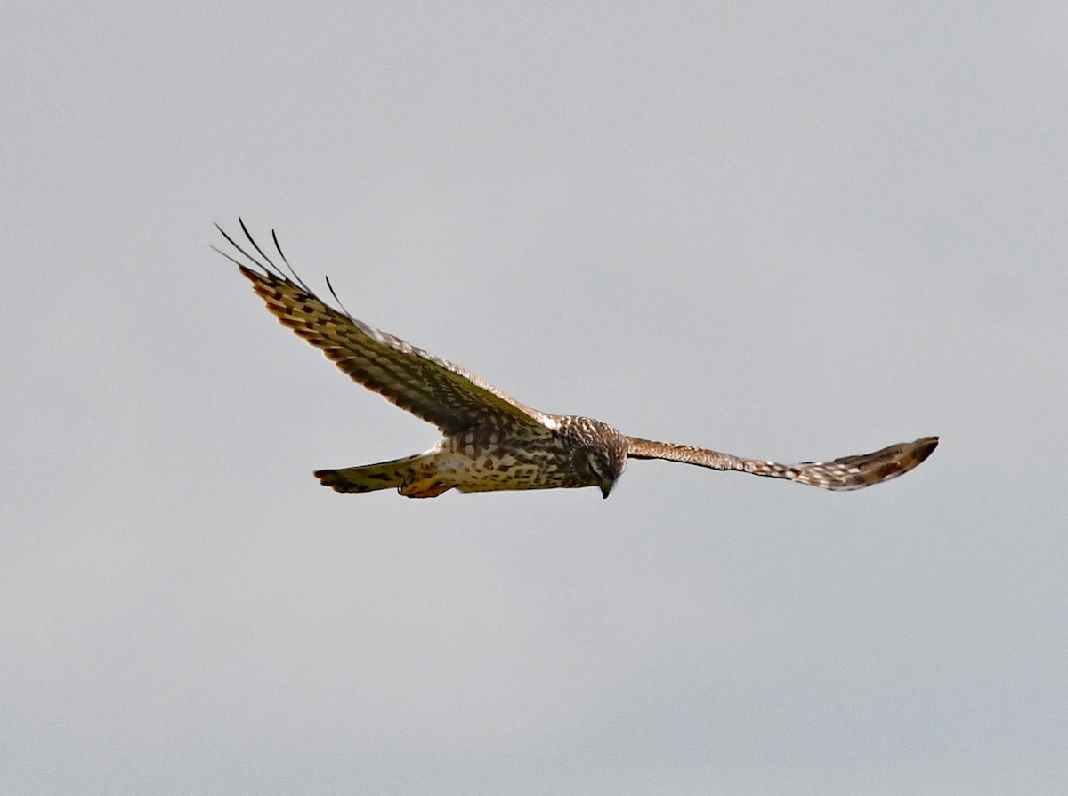 Northern Harrier - ML616048128