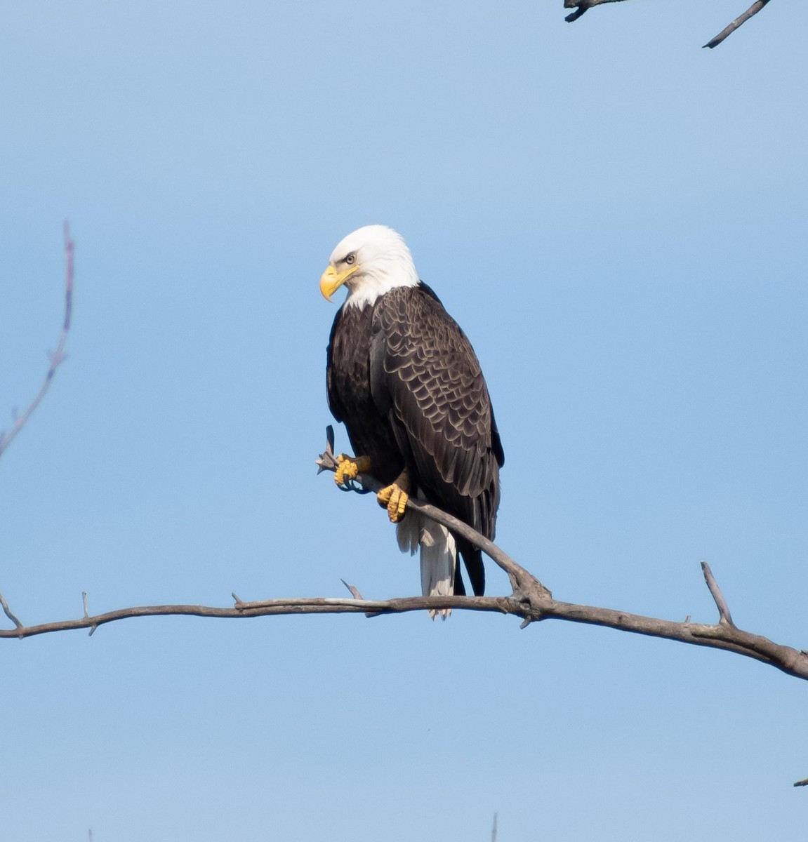 Bald Eagle - ML616048146