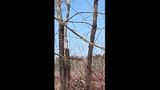 Гацуурын солбин хошуут - ML616048163