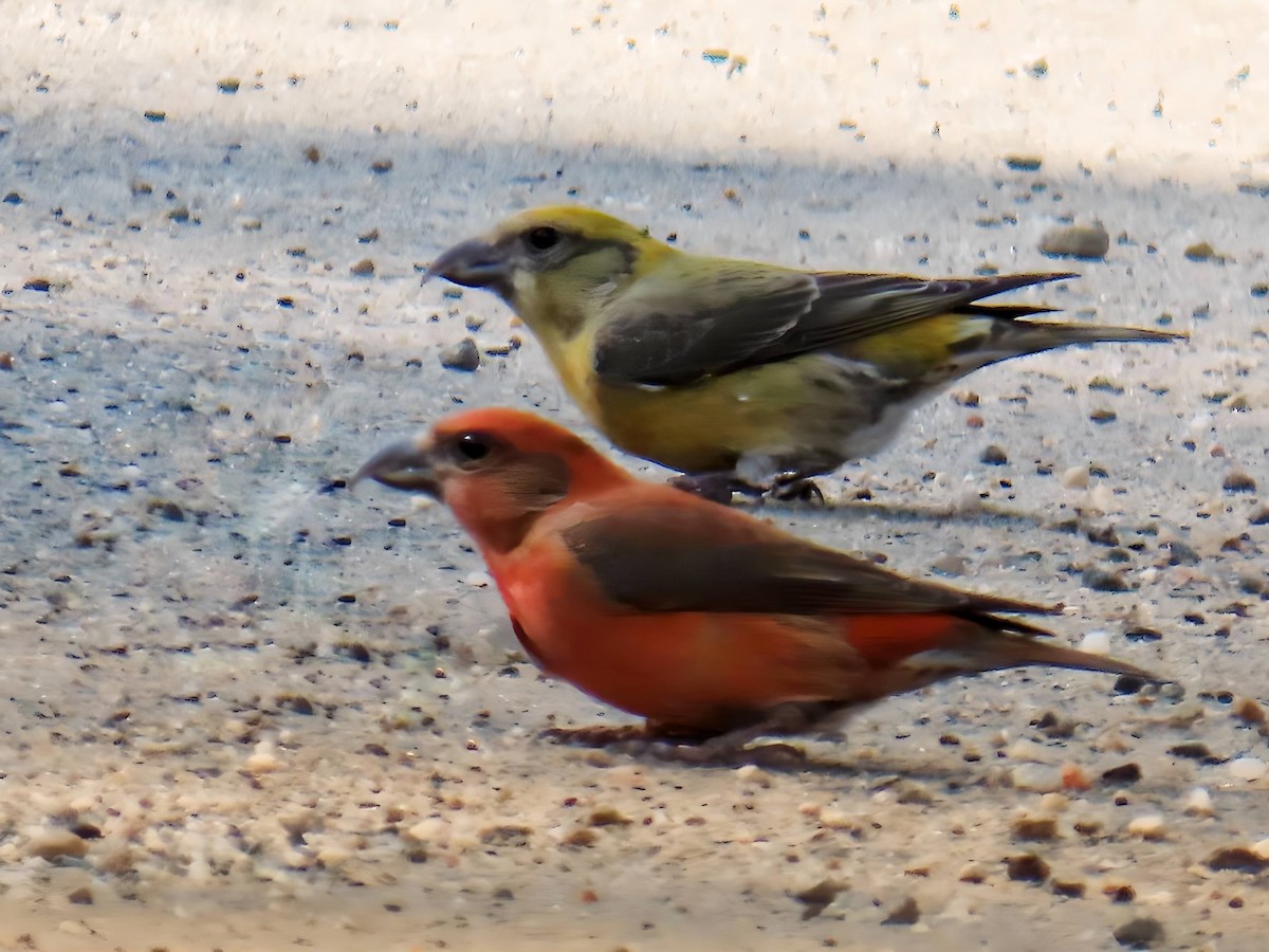 Red Crossbill - ML616048170
