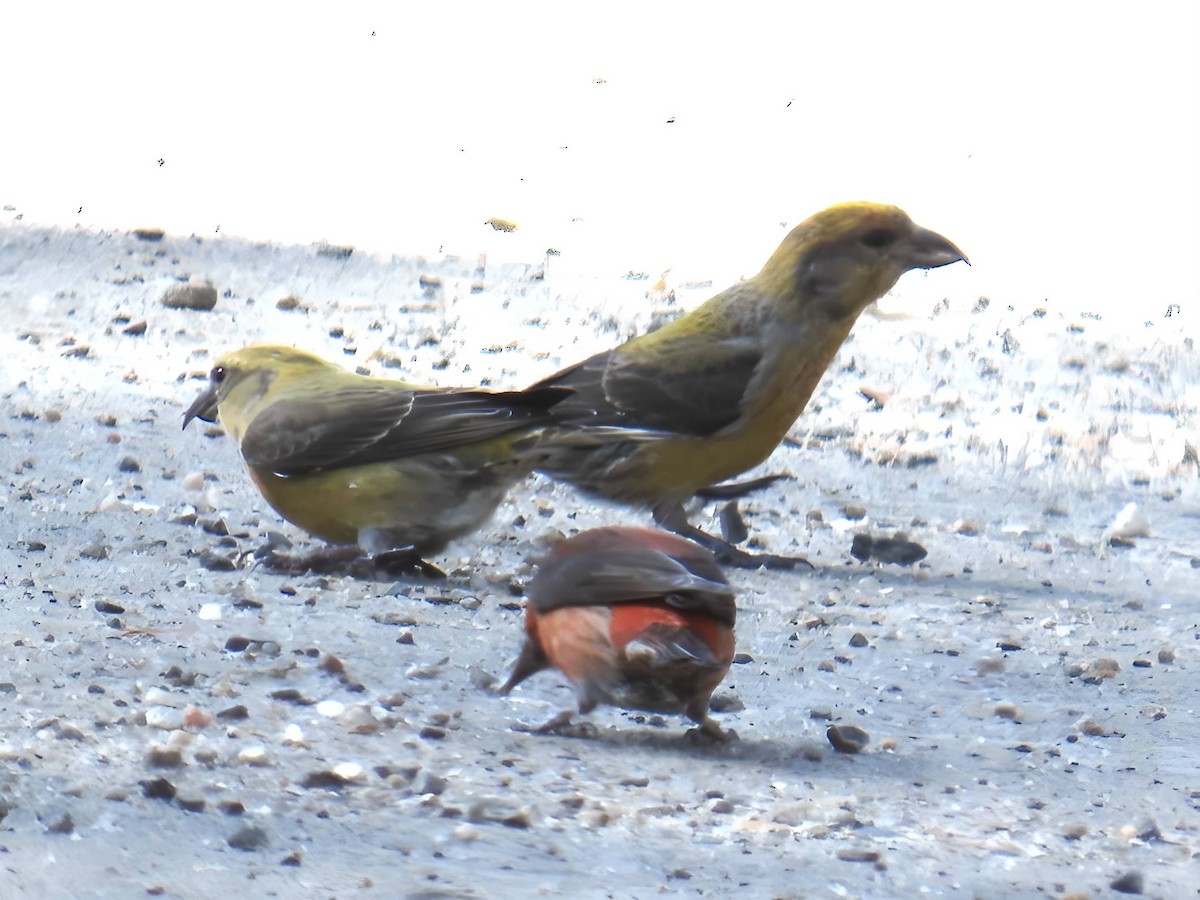 Red Crossbill - ML616048171