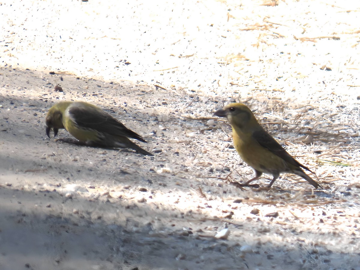 Red Crossbill - ML616048172