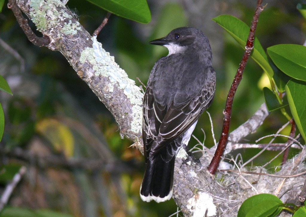 Eastern Kingbird - Rick Taylor