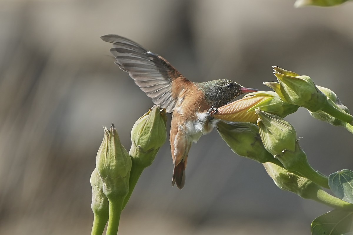 Amazilia Hummingbird - rrchirinosc onlyaves.com
