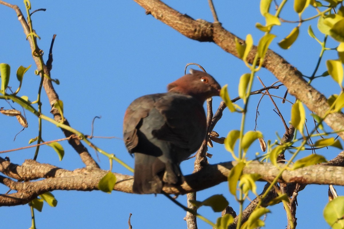 Pigeon à bec rouge - ML616048230