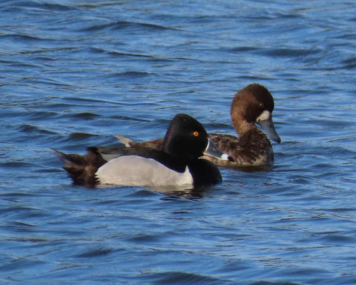 Ring-necked Duck - ML616048233