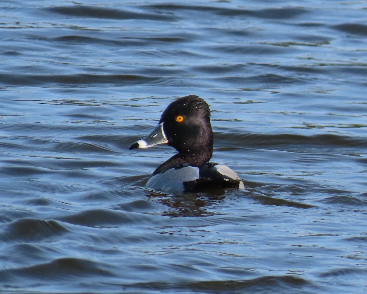 Ring-necked Duck - ML616048234
