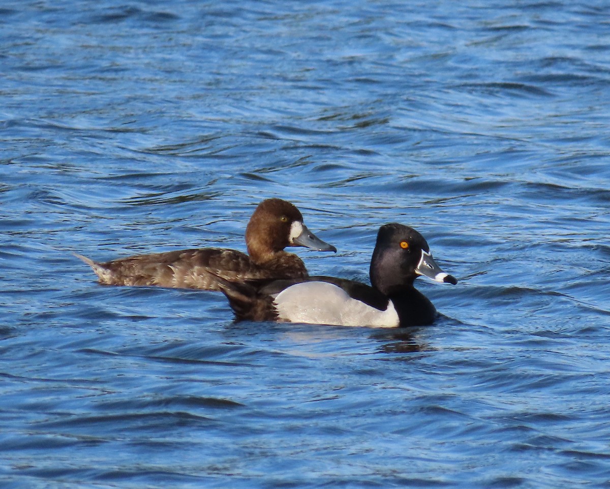 Ring-necked Duck - ML616048236