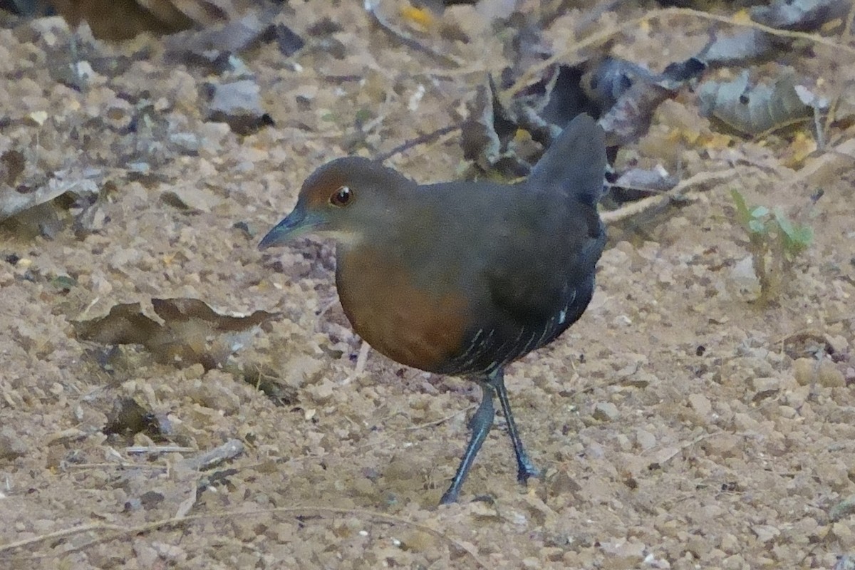 Slaty-legged Crake - ML616048252