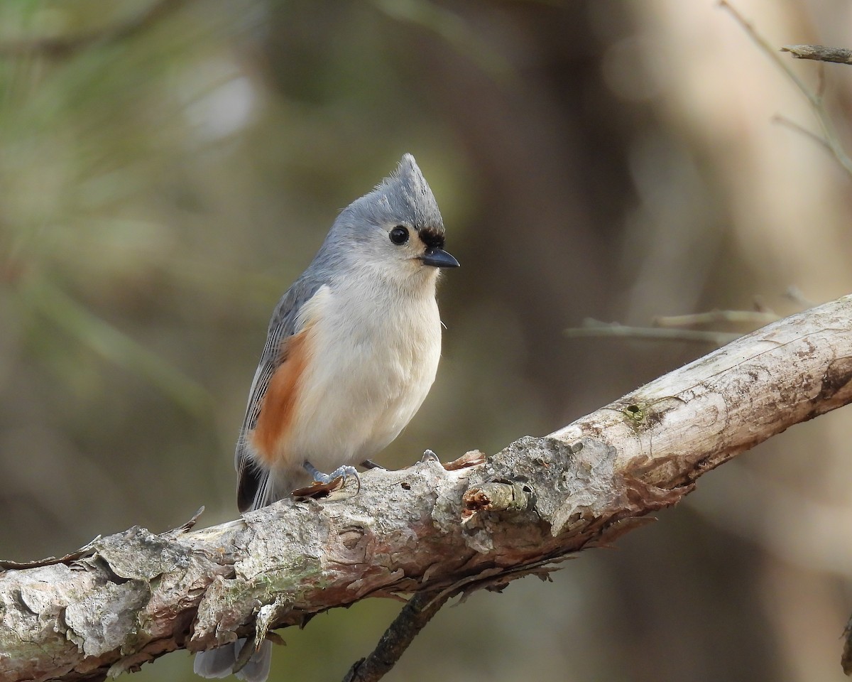 Tufted Titmouse - ML616048254