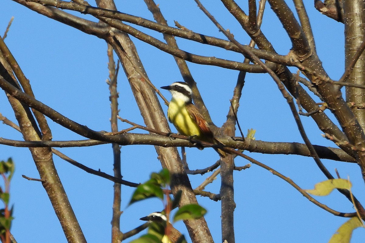 Great Kiskadee - ML616048264