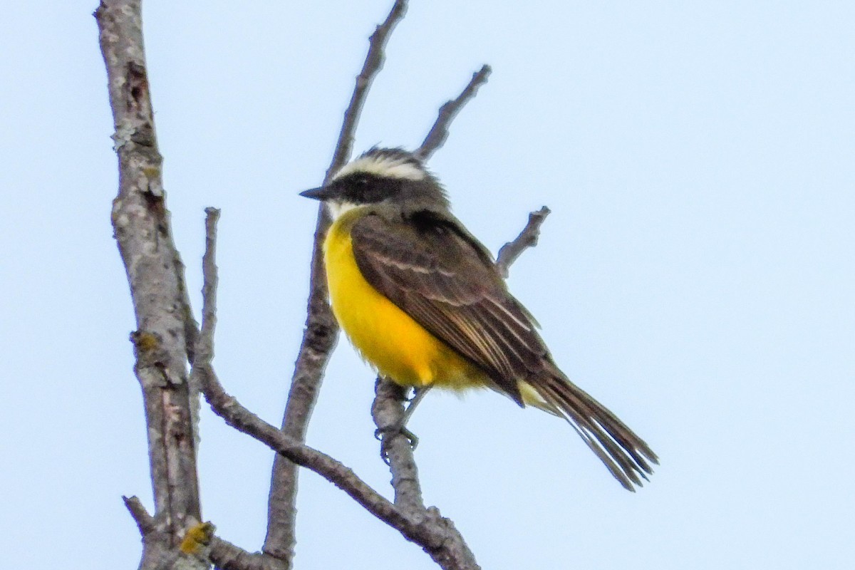 Social Flycatcher - ML616048280