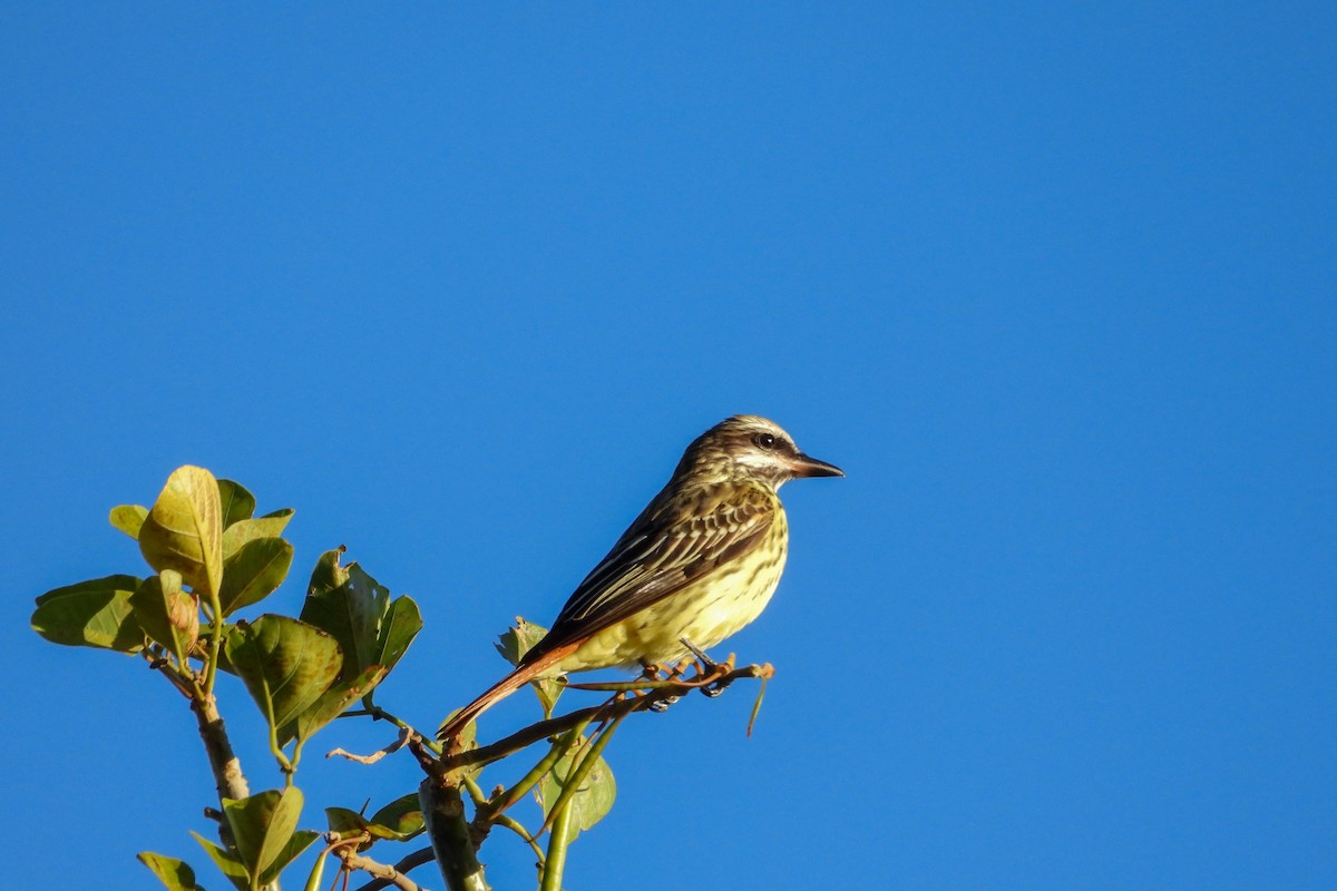 Streaked Flycatcher - ML616048291