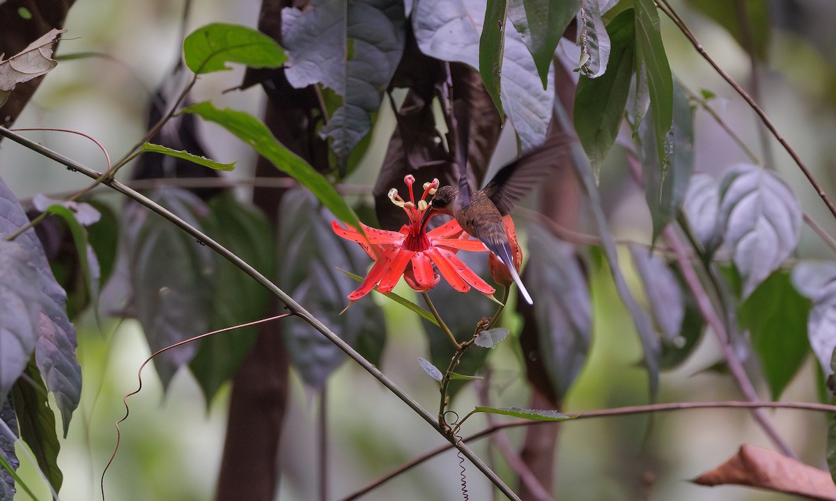 Long-tailed Hermit - ML616048296