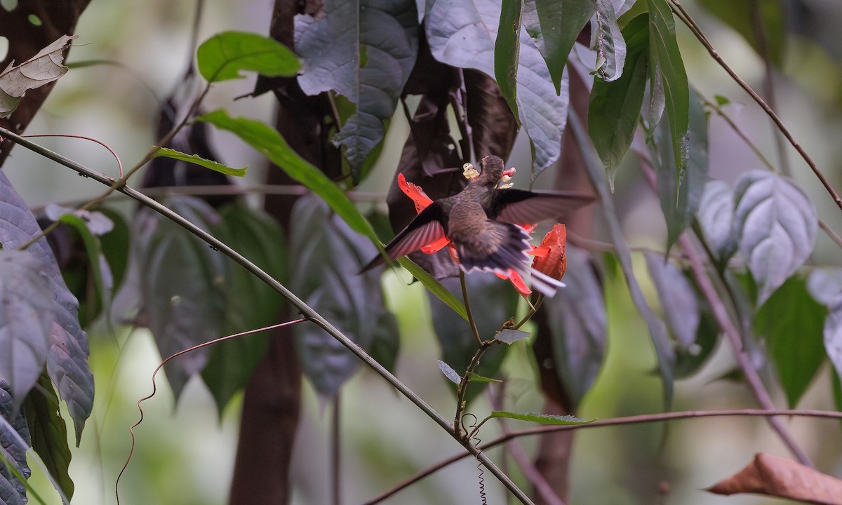 Long-tailed Hermit - ML616048297