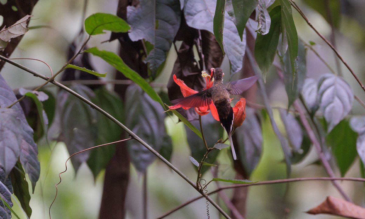 Long-tailed Hermit - ML616048298