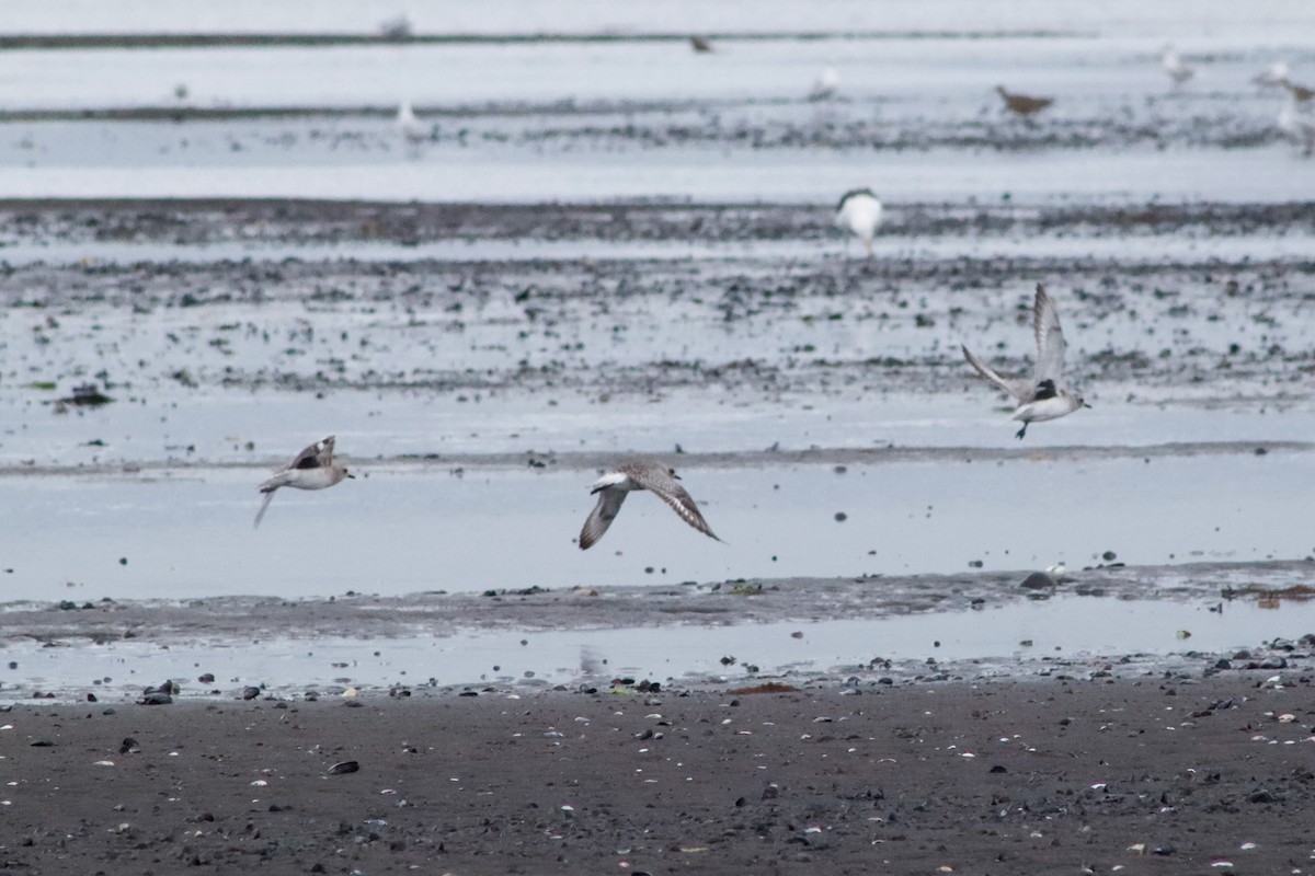 Black-bellied Plover - ML616048300