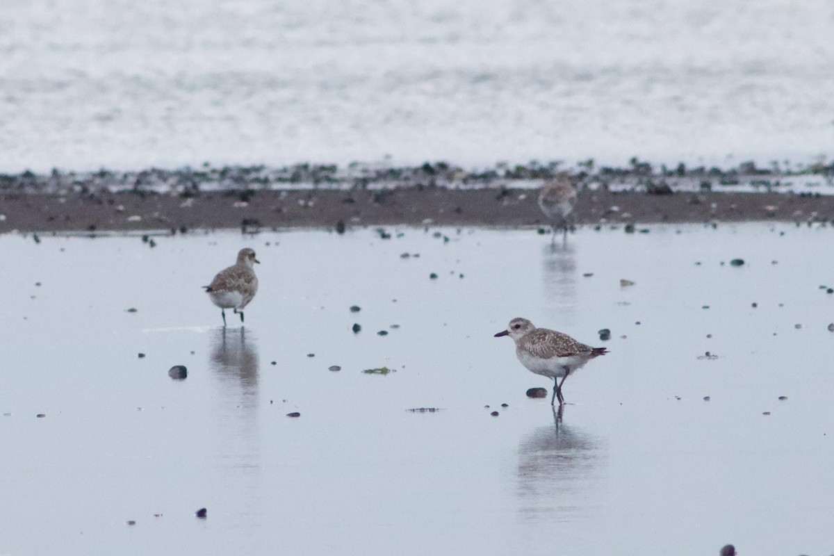 Black-bellied Plover - ML616048301