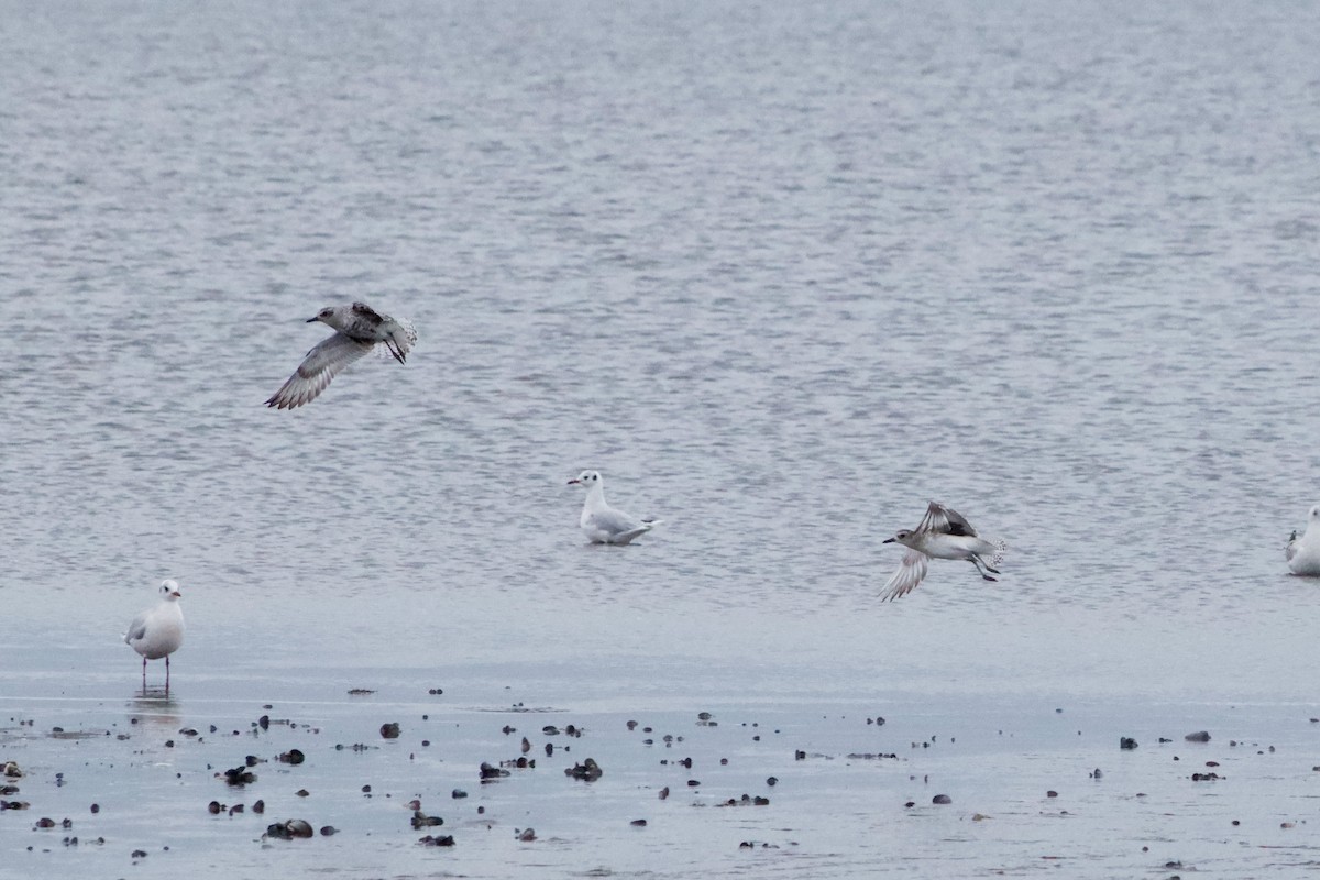 Black-bellied Plover - ML616048303