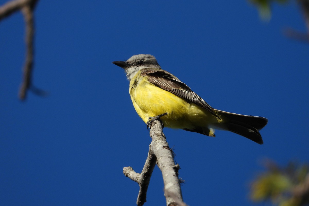 Tropical Kingbird - Rose Shea