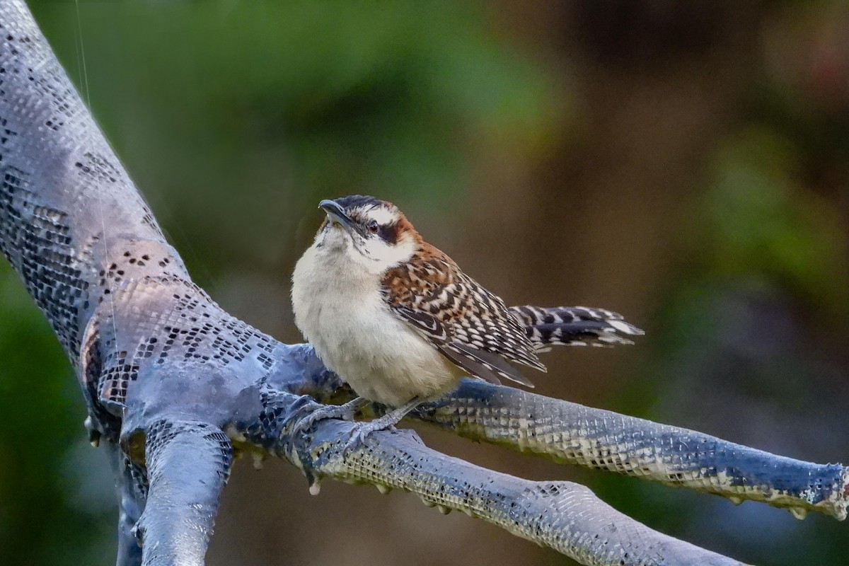 Rufous-naped Wren - Rose Shea