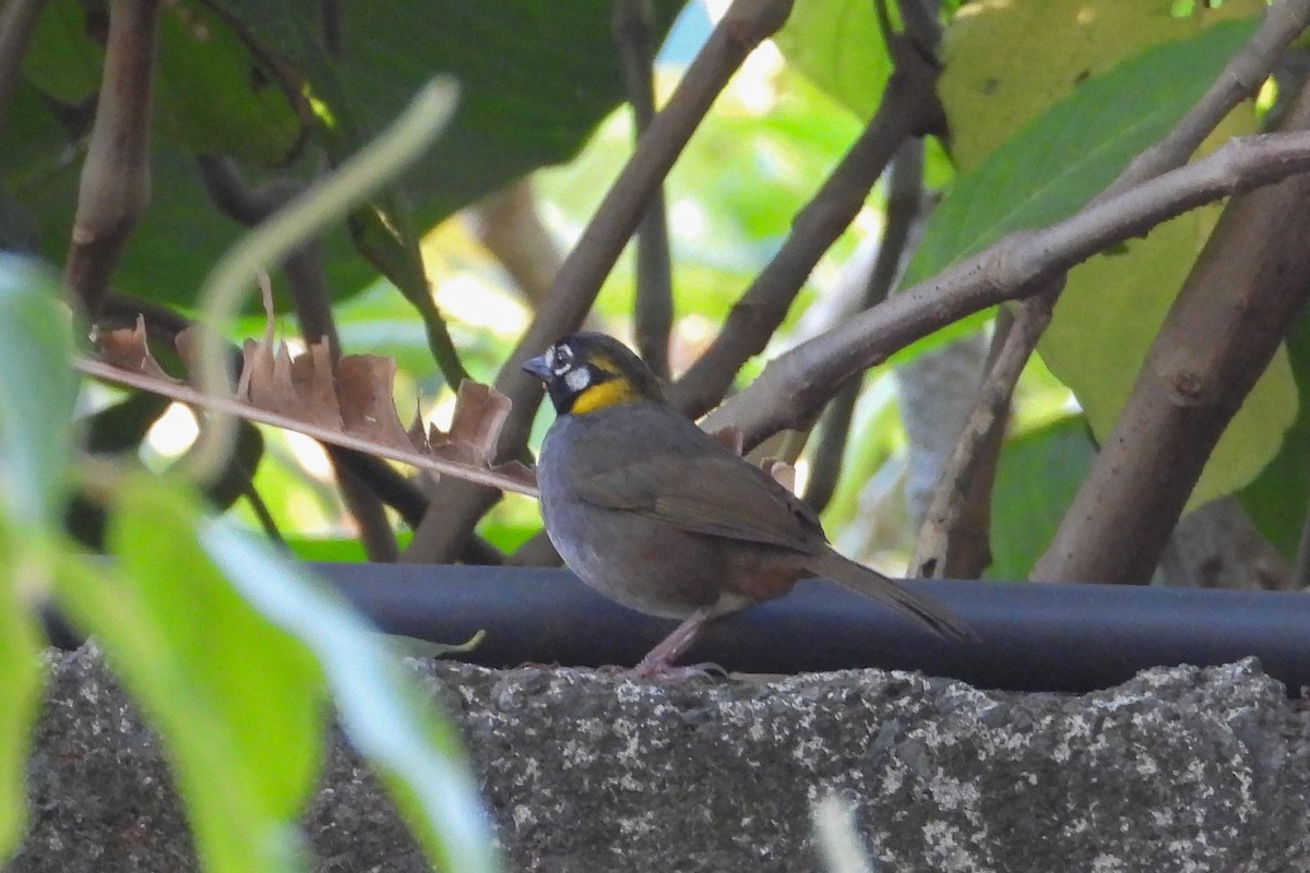 White-eared Ground-Sparrow - Rose Shea