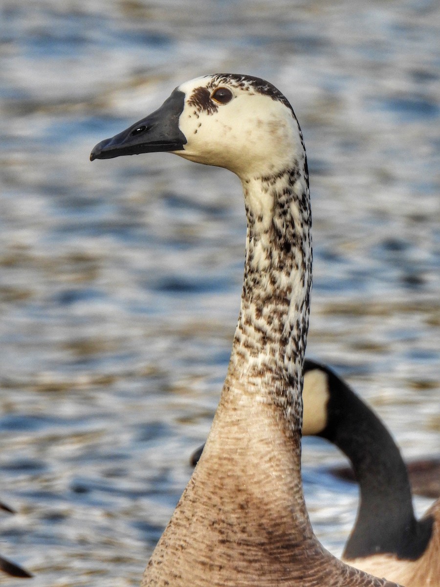 Swan Goose x Canada Goose (hybrid) - ML616048378