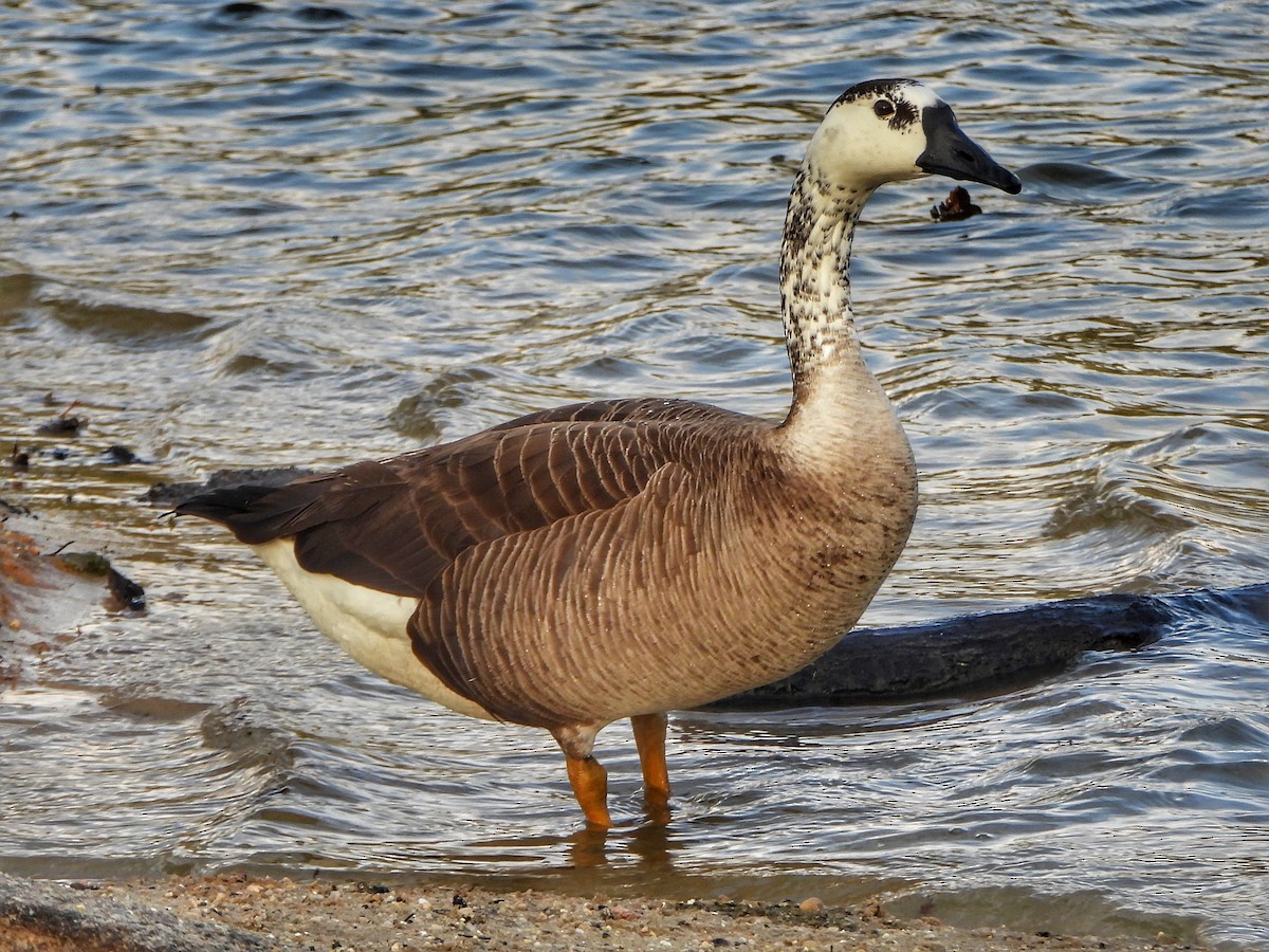 Swan Goose x Canada Goose (hybrid) - ML616048380