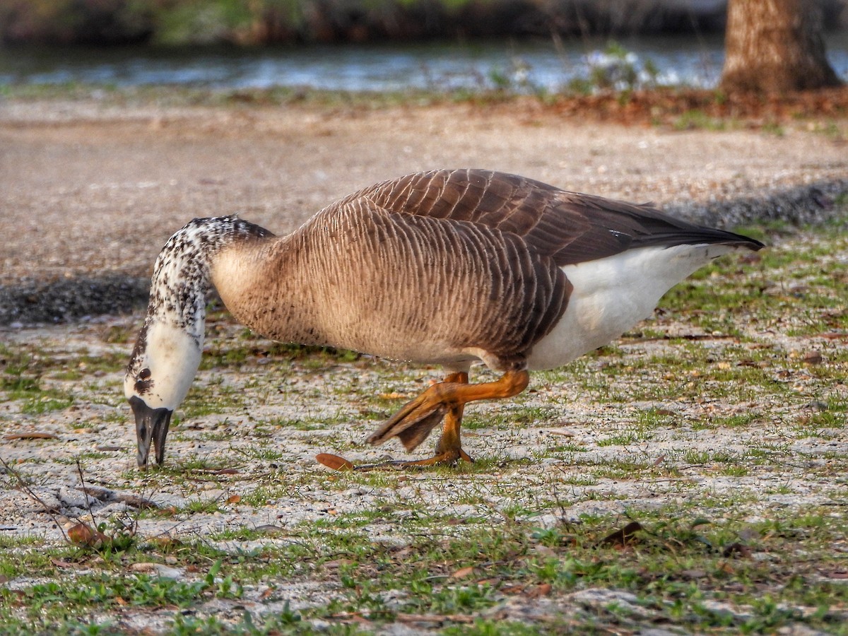 Swan Goose x Canada Goose (hybrid) - ML616048381