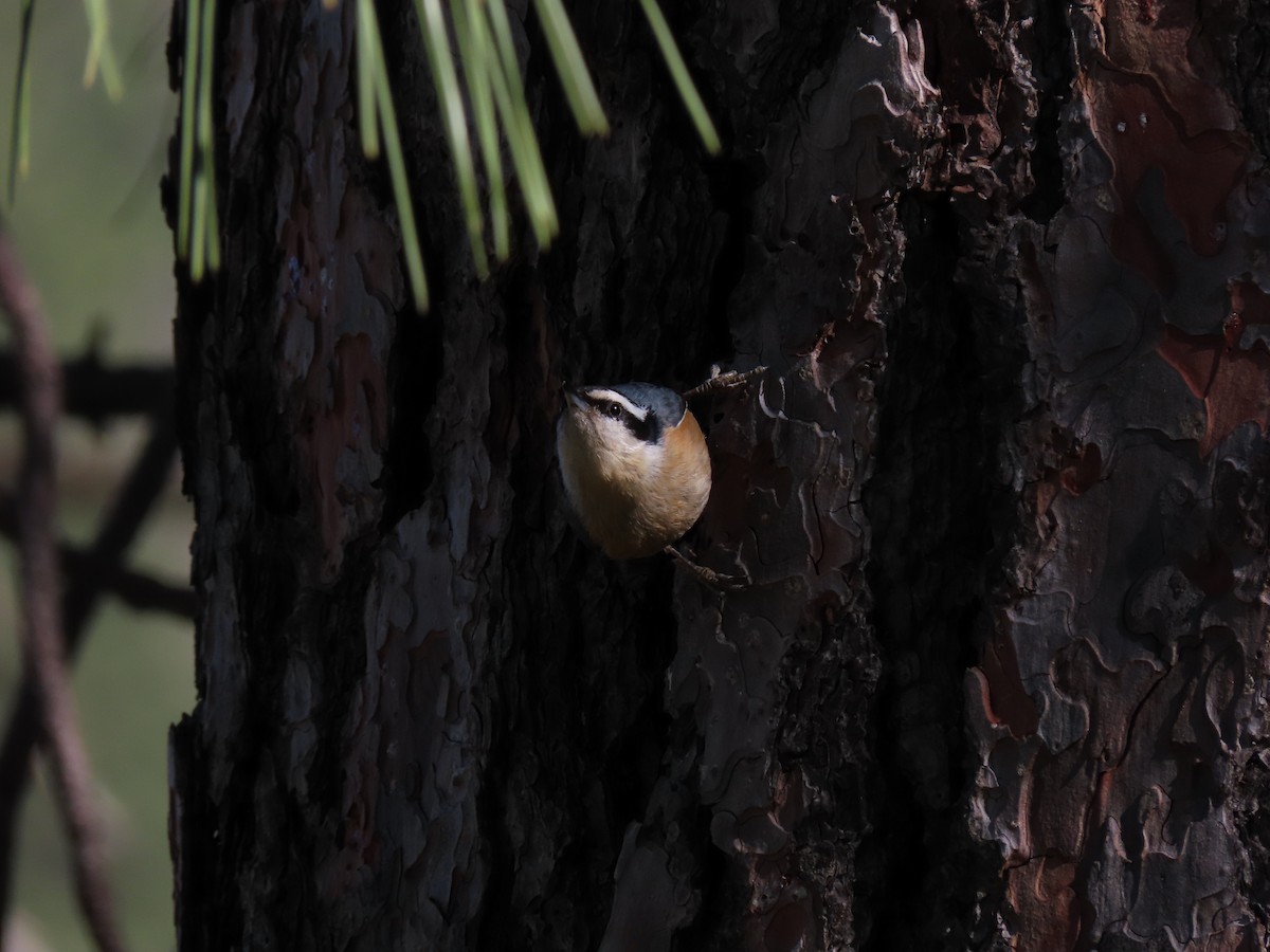 Red-breasted Nuthatch - ML616048437