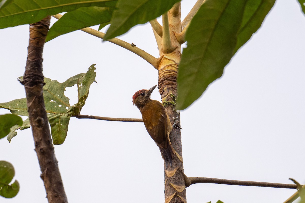 Smoky-brown Woodpecker - ML616048456