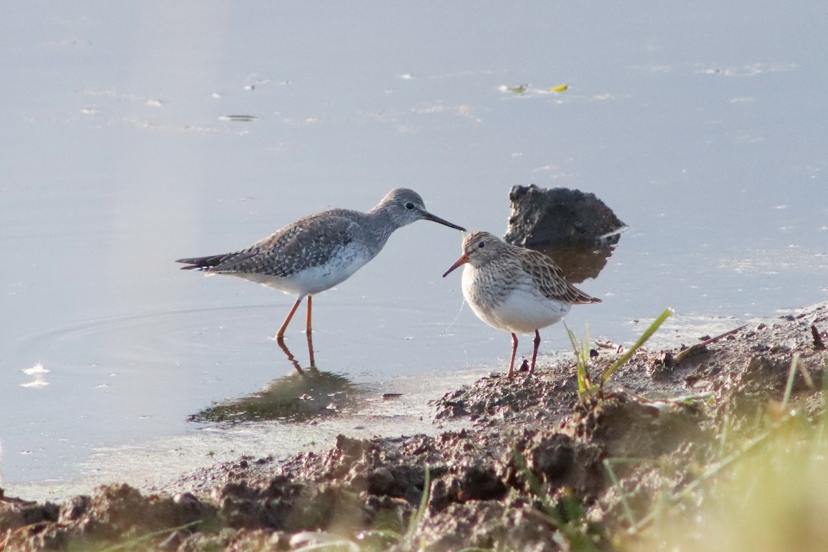 Graubrust-Strandläufer - ML616048458