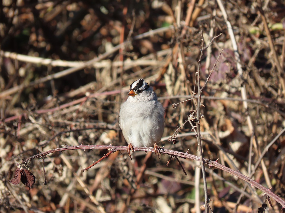 White-crowned Sparrow - ML616048464