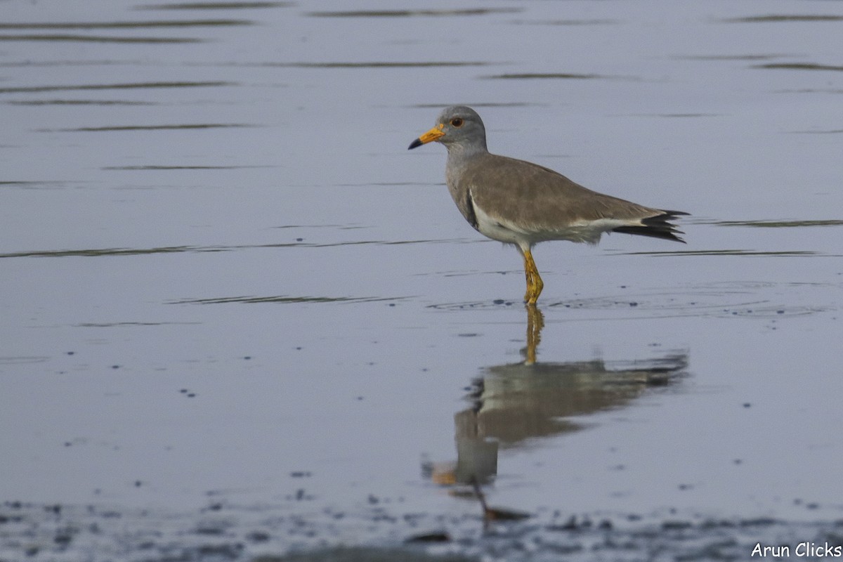 Gray-headed Lapwing - ML616048500