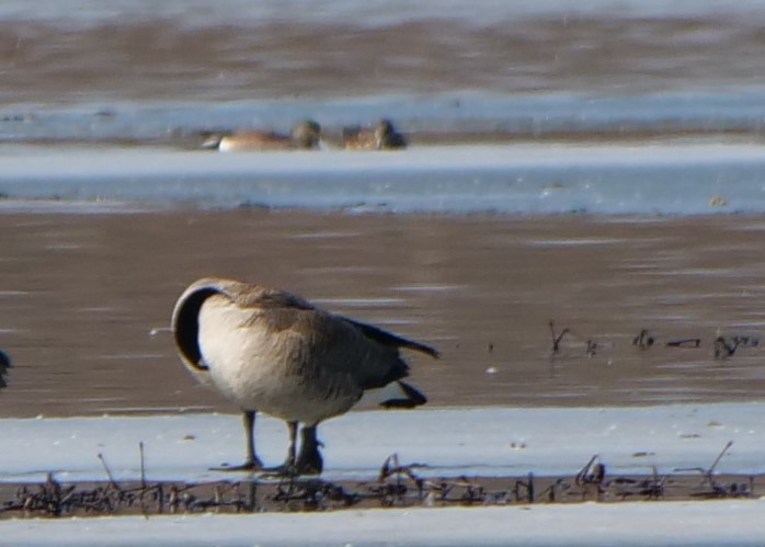 American Wigeon - ML616048519