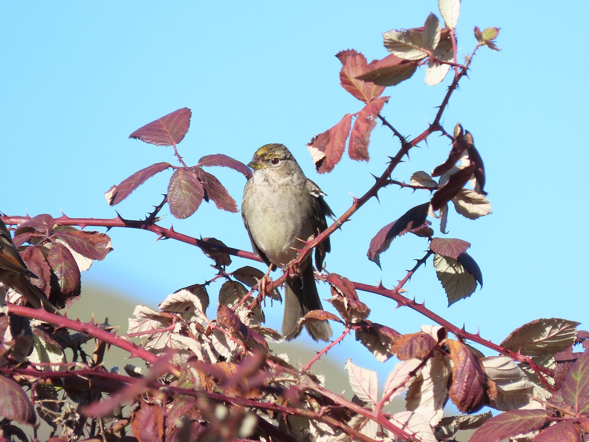 Golden-crowned Sparrow - ML616048533